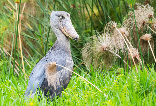 Shoebill Stork at Mabamba Swamp Uganda