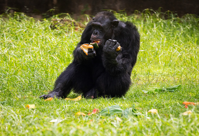 Chimpanzees feeding at Ngamba Island Sanctuary Uganda