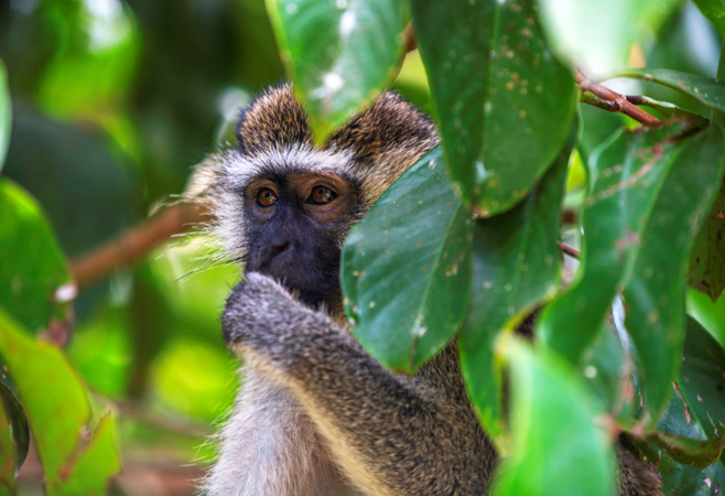 Vervet monkeys at Entebbe Botanical Gardens Uganda