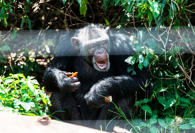 Caregiver and chimpanzees at Ngamba Island Uganda