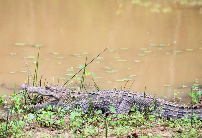 Crocodile and snakes at Uganda Reptile Village
