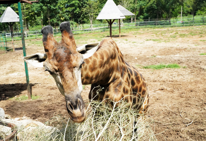 Giraffe feeding experience at Uganda Wildlife Conservation Education Centre