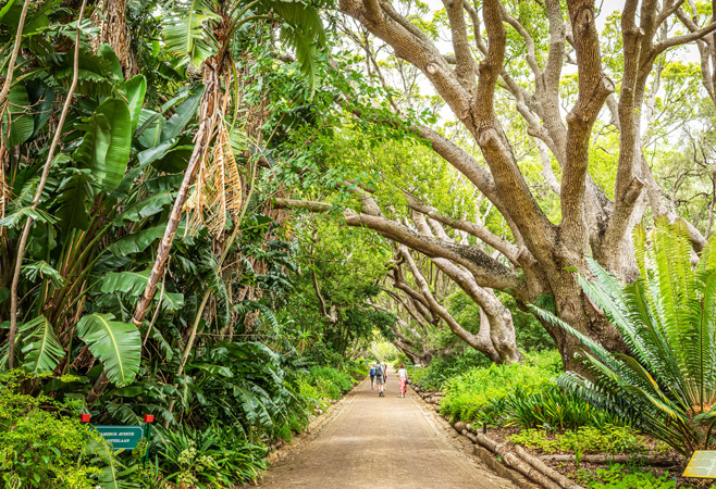 Tourists walking through Entebbe Botanical Gardens trails