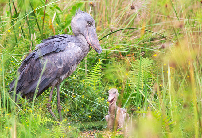 Aerial view of Uganda Wildlife Conservation Education Centre