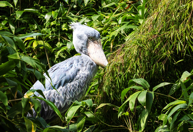 Canoe bird watching tour in Mabamba Swamp