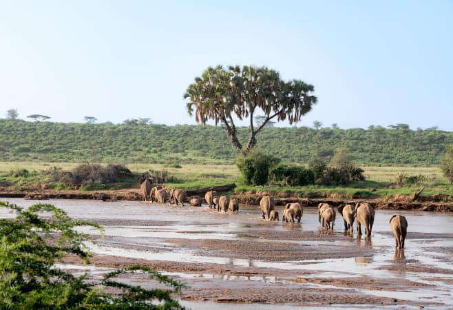 A family of elephants crossing the river Ewaso Nyiro in Samburu National Reserve