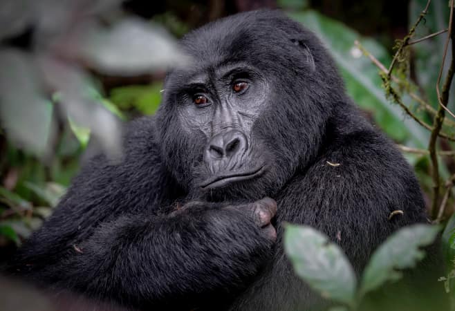 A gorilla is seen in Uganda