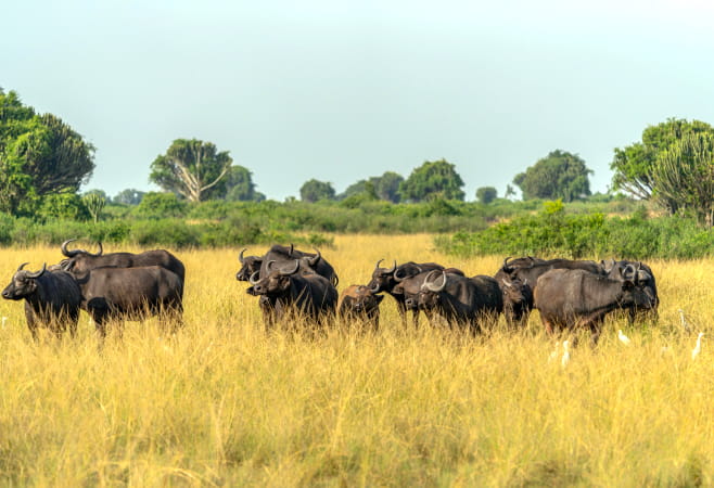 A group of African Buffalo (Syncerus caffer) in Queen Elizabeth National Park Uganda, Africa. 