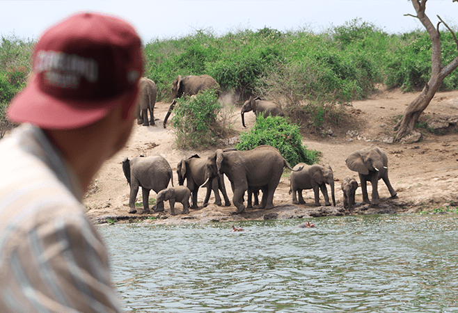 A man is watching a group of female african elephant in Murchison Falls National Park in Uganda