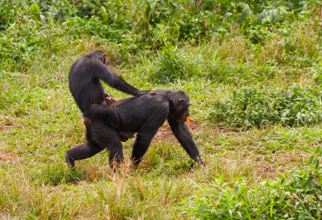 A young chimpanzee straddles its mother’s back. Ngamba island chimpanzee sanctuary, Uganda A young chimpanzee straddles its mother’s back. Ngamba island chimpanzee sanctuary, Uganda