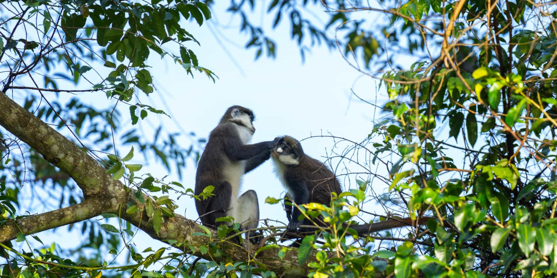 Budongo Forest in Uganda: Chimpanzee trekking guide