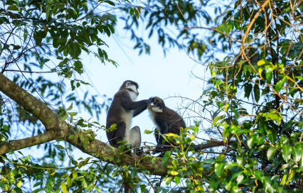 Budongo Forest in Uganda: Chimpanzee trekking guide