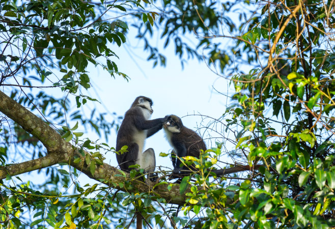 Black cheeked white nosed monkey in the Budongo forest park. Safari in Uganda