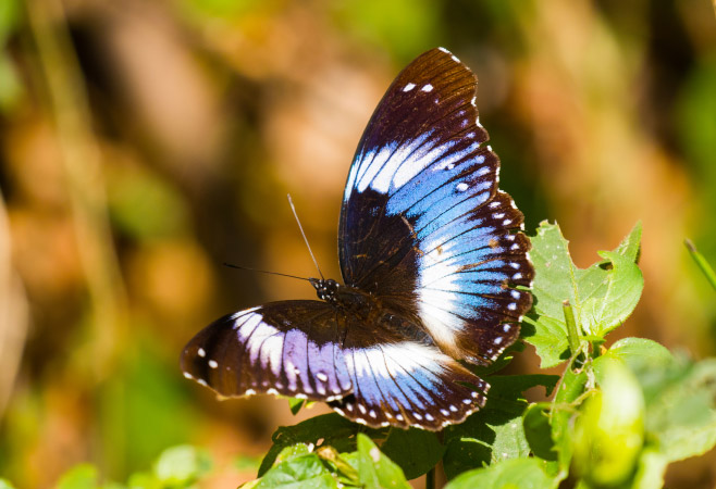 Blue Diadem (Hypolimnas salmacis) butterfly in Budongo Forest, Uganda