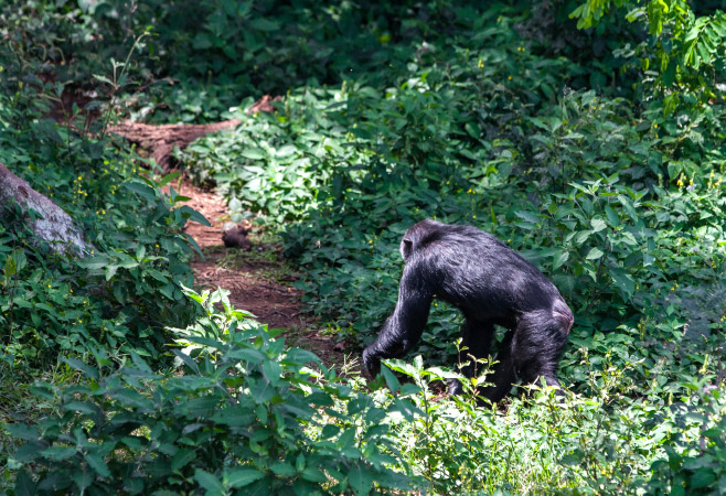 Chimpanzee in Ngamba Island Chimpanzee Sanctuary, on Ngamba Island, Lake Victoria, Uganda Chimpanzee in Ngamba Island Chimpanzee Sanctuary, on Ngamba Island, Lake Victoria, Uganda