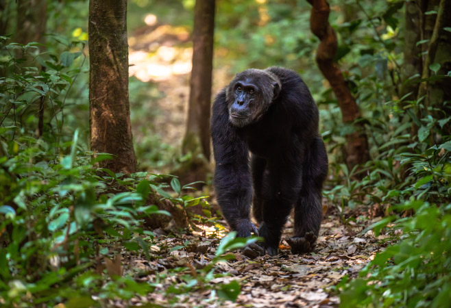 Chimpanzee walking on a forest track, Budongo Forest, Uganda, East Africa