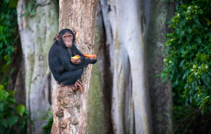 Ngamba Island Chimpanzee Sanctuary: Top wildlife experience