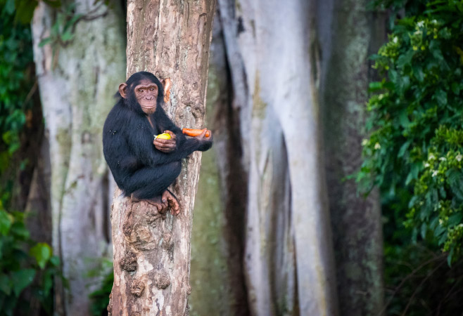 Chimpanzees solve puzzles and climb high in this sanctuary built for learning, healing and living freely Chimpanzees solve puzzles and climb high in this sanctuary built for learning, healing and living freely