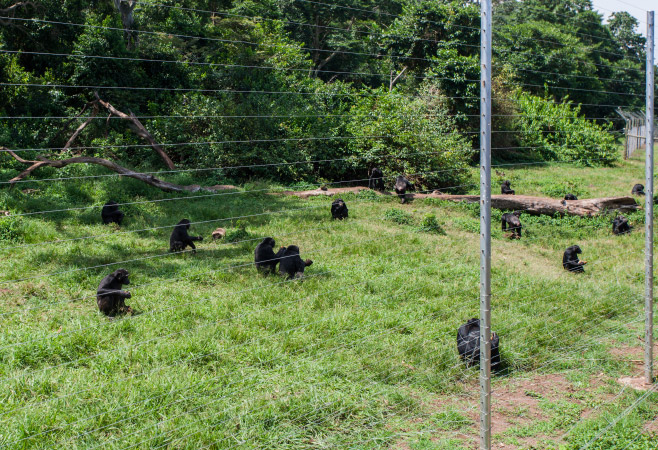 Chimpanzees thriving in their natural sanctuary on Lake Victoria Chimpanzees thriving in their natural sanctuary on Lake Victoria