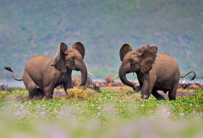 Elephant fight, young males, in Kazinga Channel Queen Elizabeth NP in Uganda