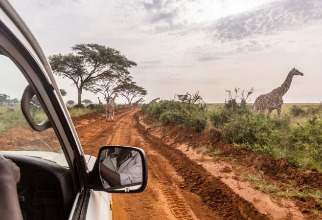 Giraffes in Murchison Falls national park, Uganda