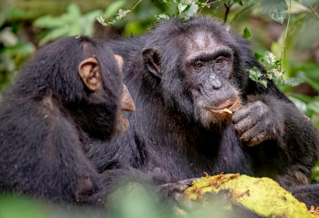 Group of wild chimpanzees in the tropical rainforest of Kibale National Park, Uganda