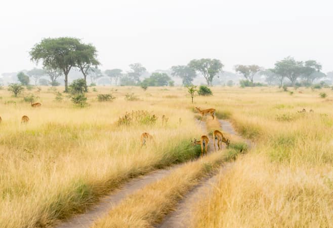 Landscape from the Queen Elizabeth National Park Uganda