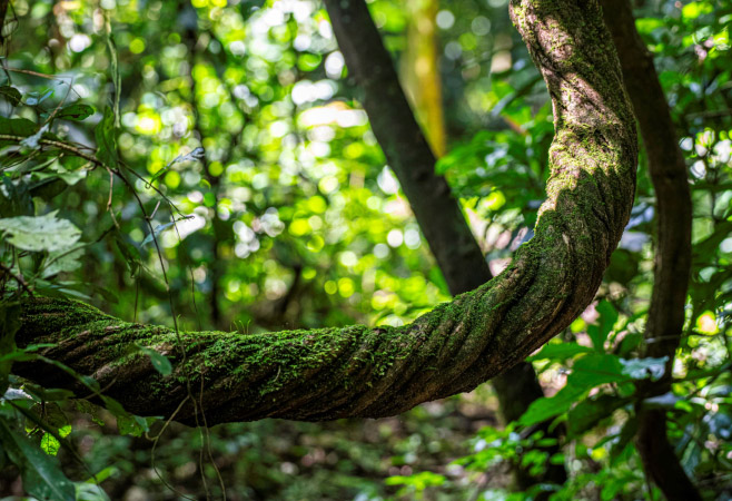 Liana on a tree in the African rainforest in Uganda