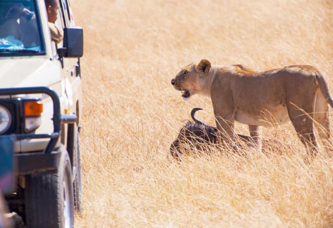  Lioness in safari park