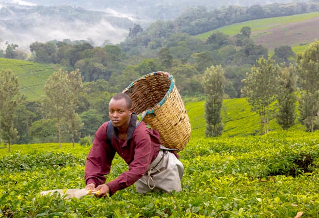 Local man picks tea leaves in Kibale, Uganda