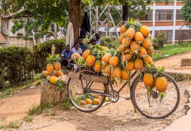 Pineapple loaded bicycle in Mbarara, Uganda
