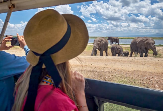 Rear view of a girl looking at elephants under trees, from a safari jeep