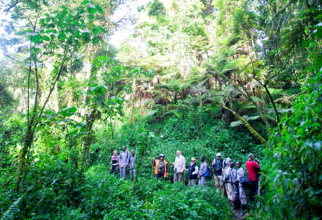 Unidentified tourists on gorilla trekking in the African rainforest in Bwindi Impenetrable Forest National Park, at the borders of Uganda, Congo and Rwanda