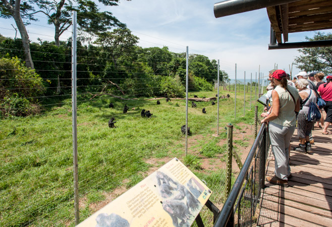 Unidentified tourists at Ngamba Island Chimpanzee Sanctuary, on Ngamba Island, Lake Victoria, Uganda Unidentified tourists at Ngamba Island Chimpanzee Sanctuary, on Ngamba Island, Lake Victoria, Uganda