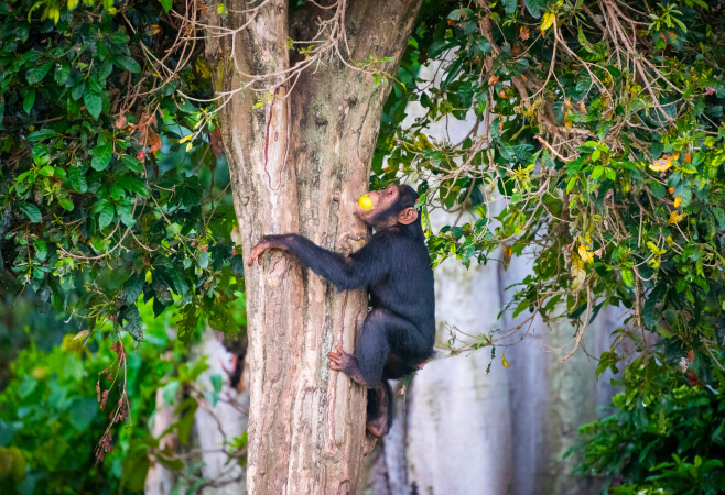 Young chimpanzee climbs on a tree after picking up food in the Ngamba Island Chimpanzee Sanctuary in Uganda Young chimpanzee climbs on a tree after picking up food in the Ngamba Island Chimpanzee Sanctuary in Uganda